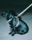 Reflective Dog Harness